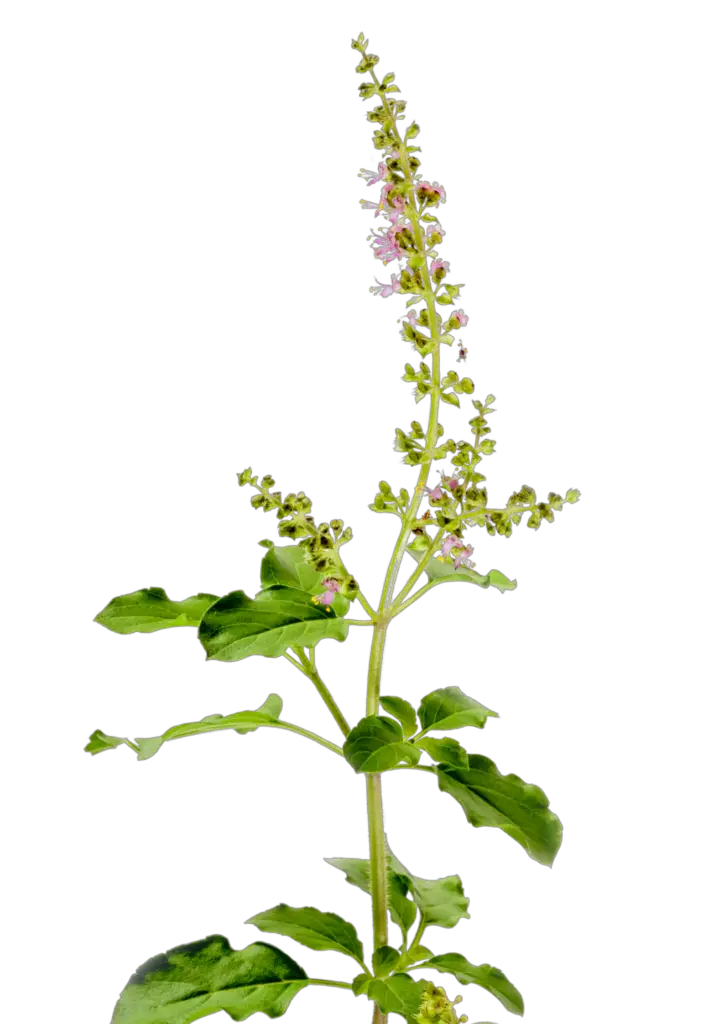Tulsi or Holy Basil